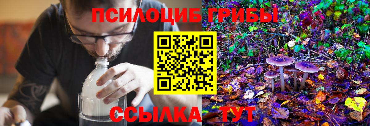 Галлюциногенные грибы Psilocybine cubensis  где найти   Ахтубинск  Вход с VPN 